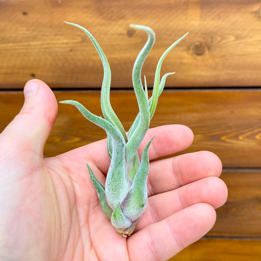 Small green air plant held in a hand with a wooden background