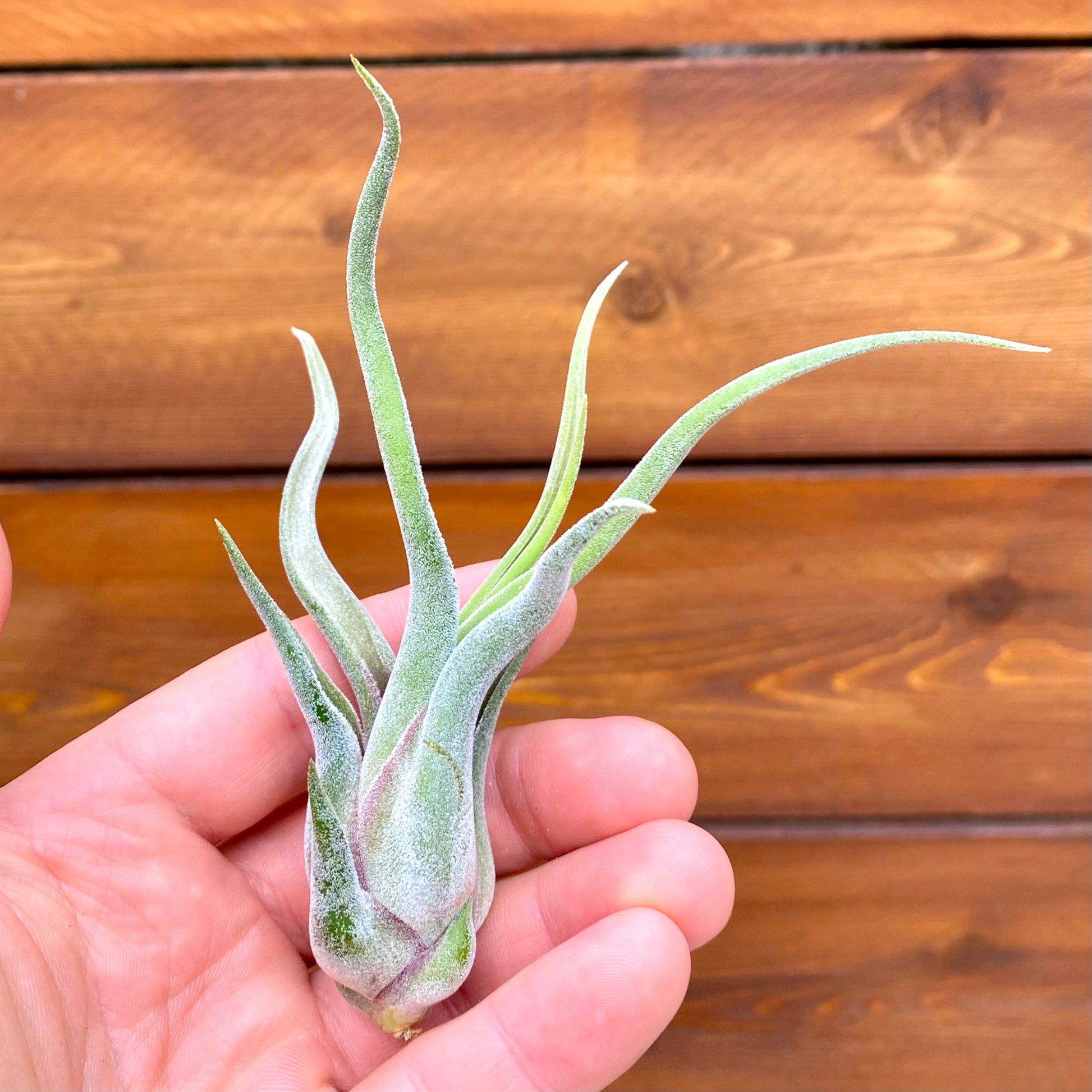 Hand holding a small green air plant against a wooden background