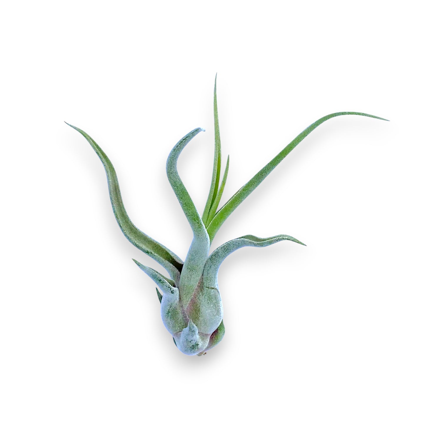Air plant with long green leaves on a white background