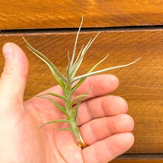 Hand holding a small green plant against a wooden background