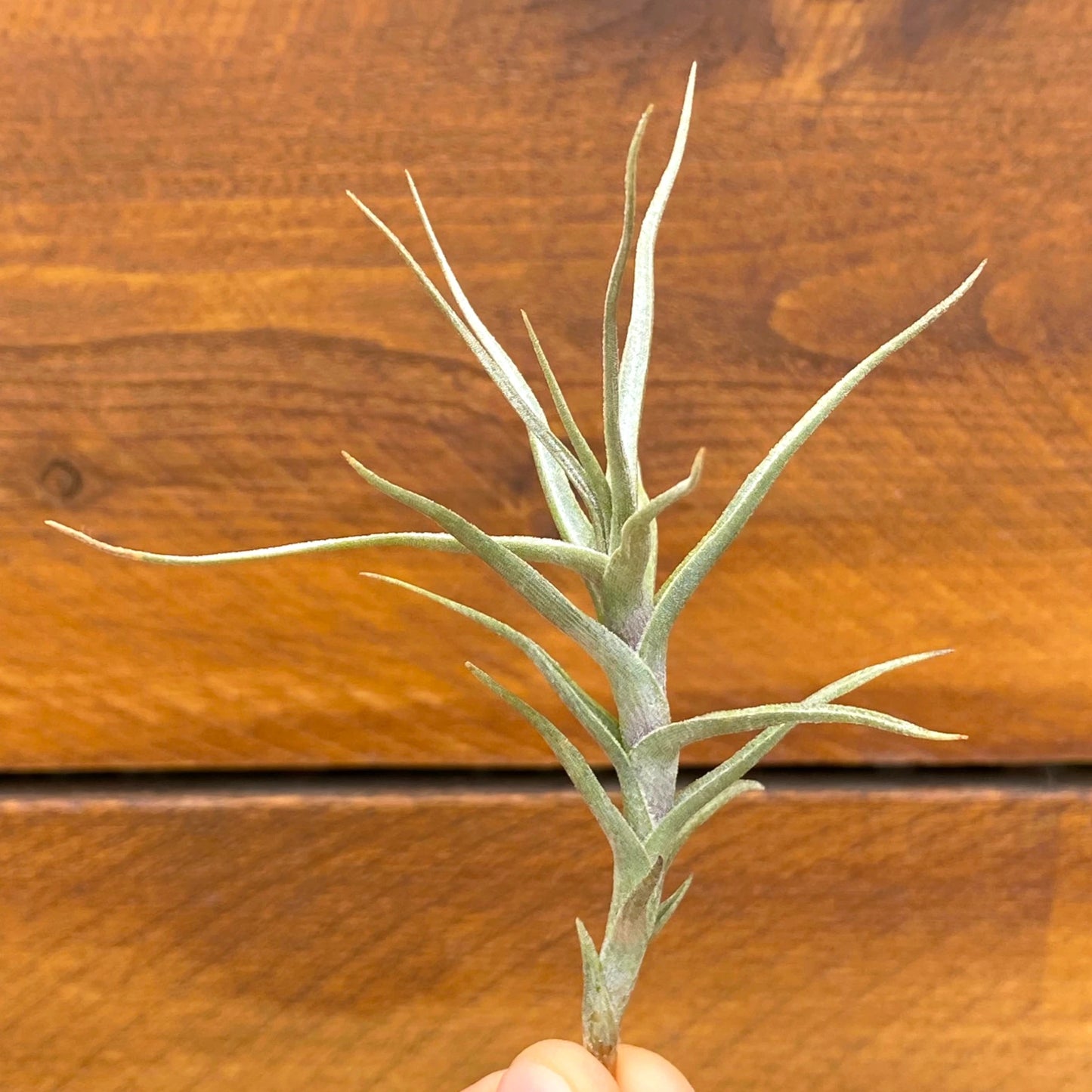 Tillandsia plant held against a wooden background