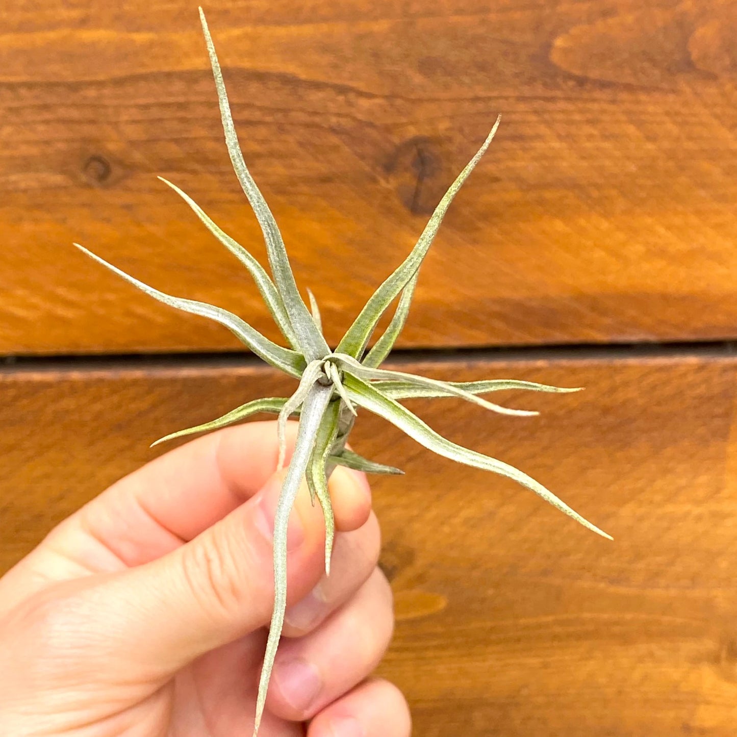Hand holding a small plant against a wooden background