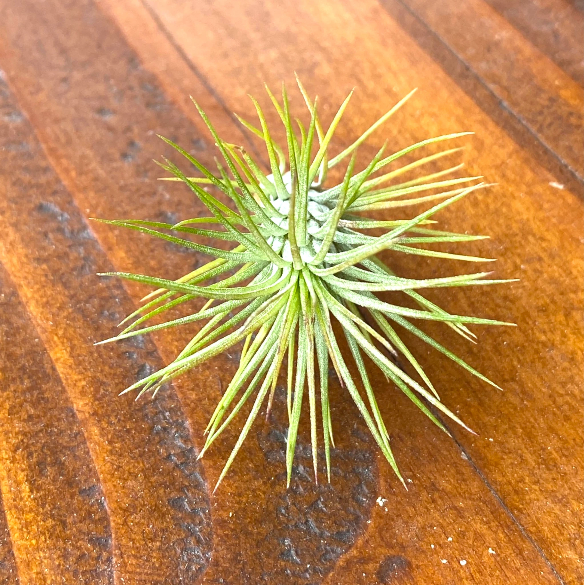 Green air plant on a wooden surface