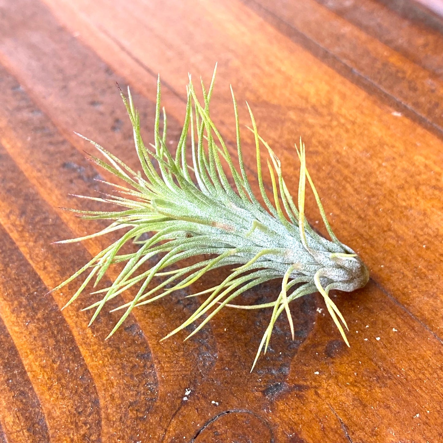 Tillandsia air plant on a wooden surface