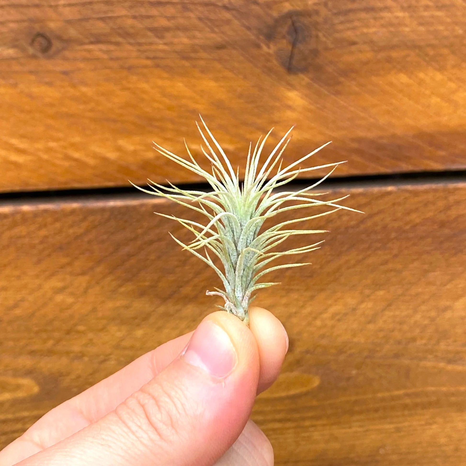 Small plant held between fingers against a wooden background
