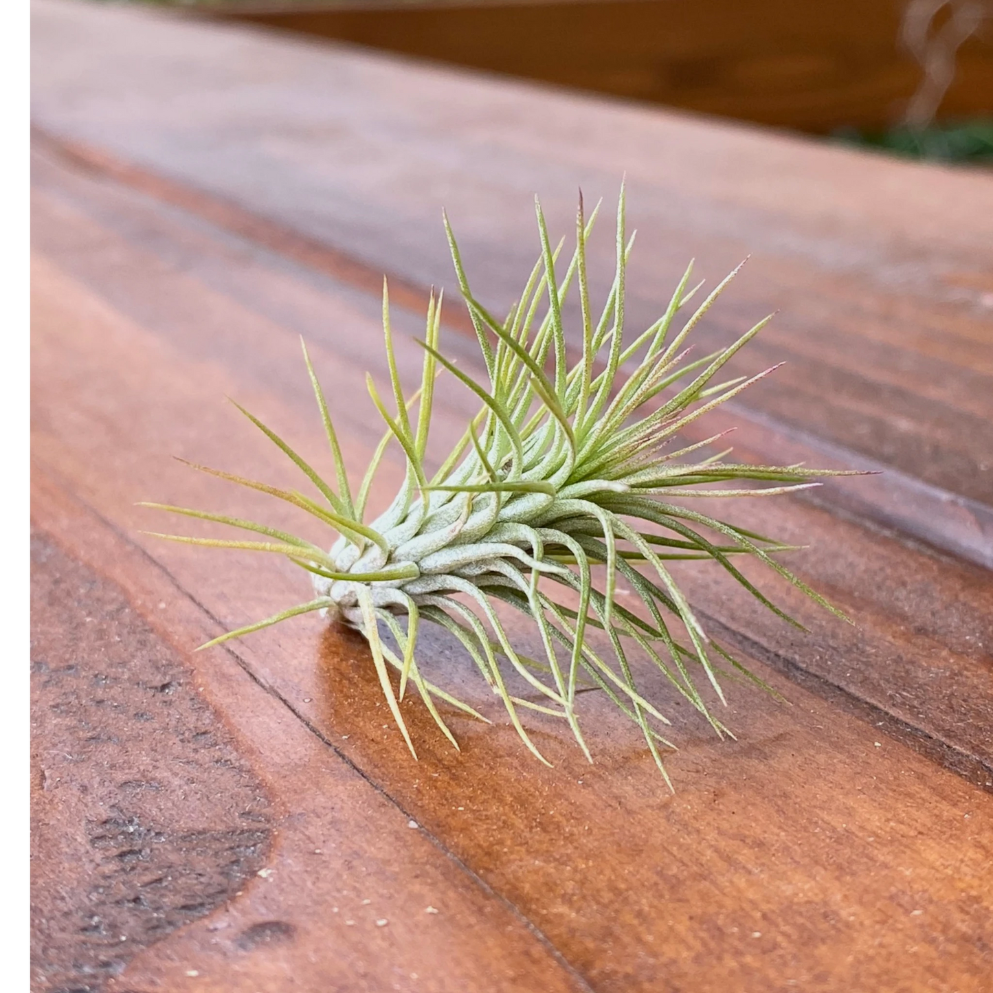 Air plant on a wooden surface
