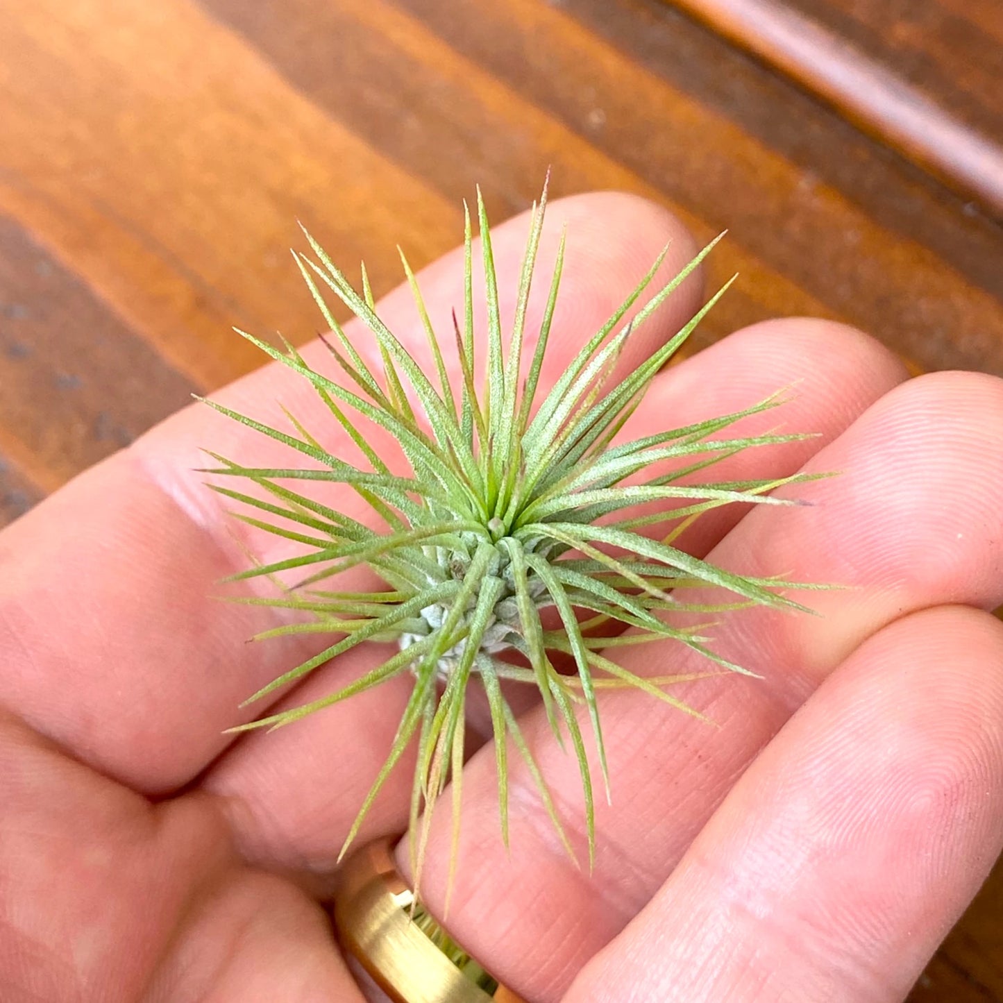 Small green plant held in a hand with a wooden surface in the background