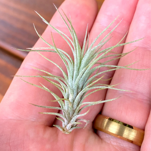 Small air plant held in a hand with a blurred wooden surface in the background