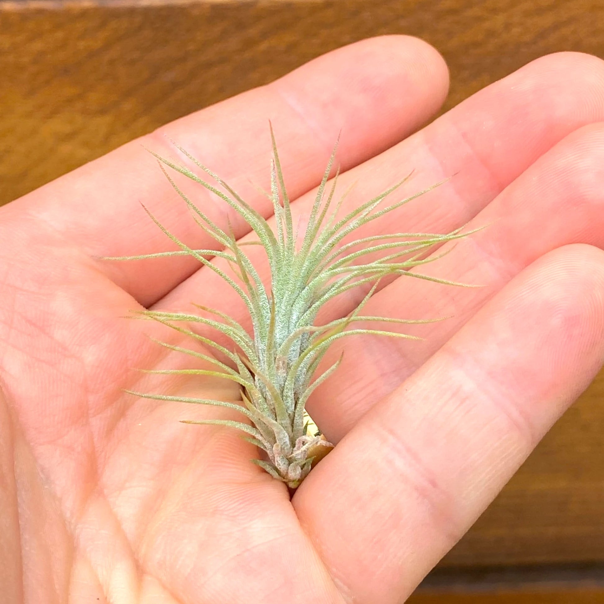 Small green plant held in a hand with a wooden background