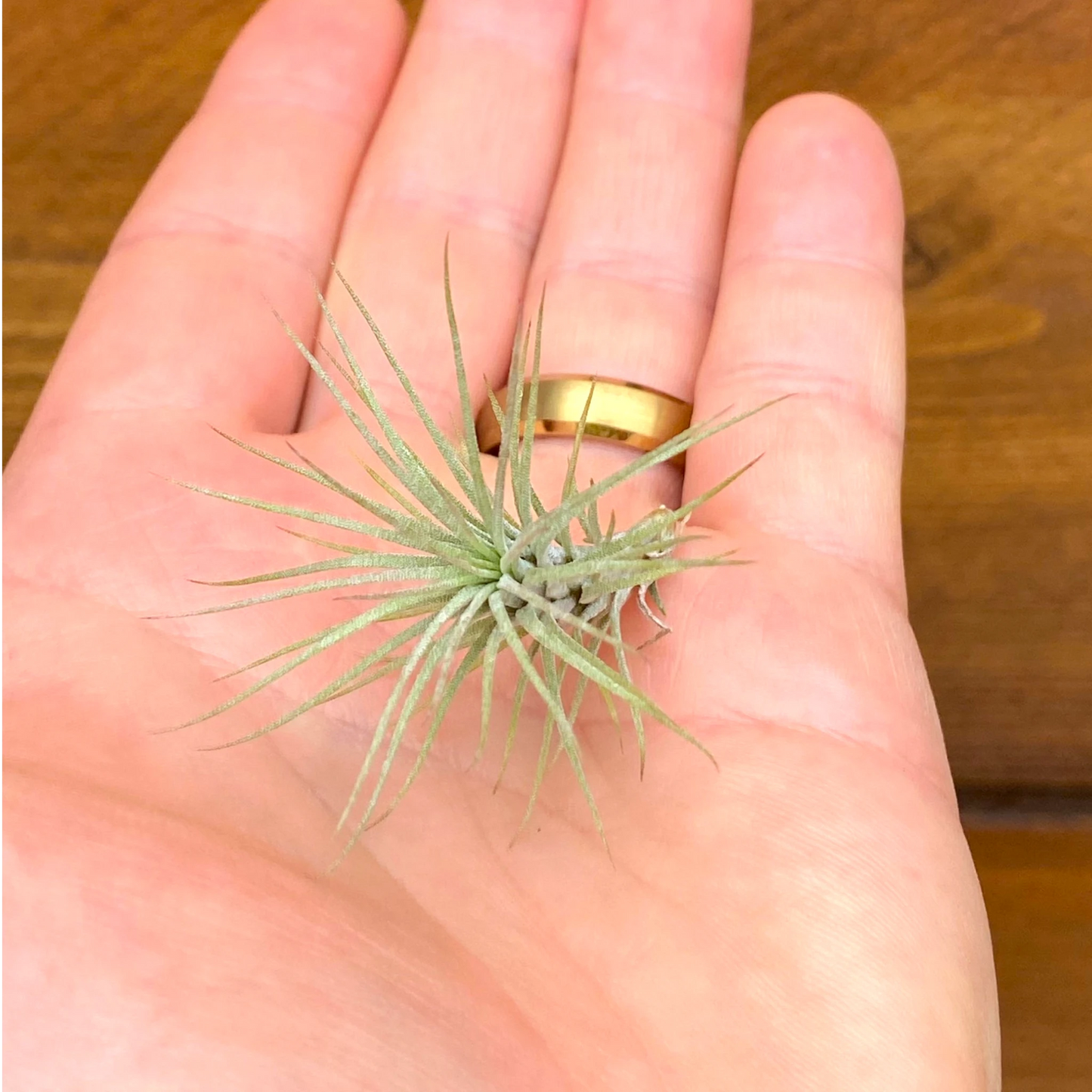 Small green air plant held in a hand with a gold ring on a wooden surface