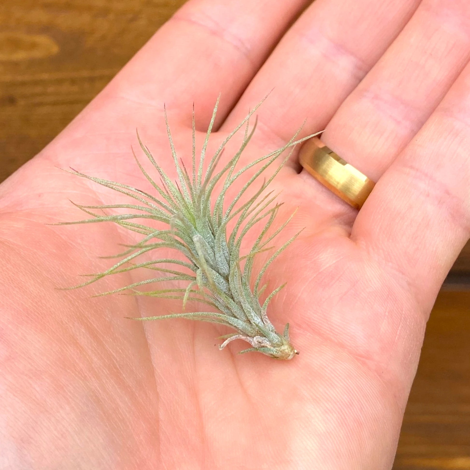 Small green plant held in a hand with a wooden background
