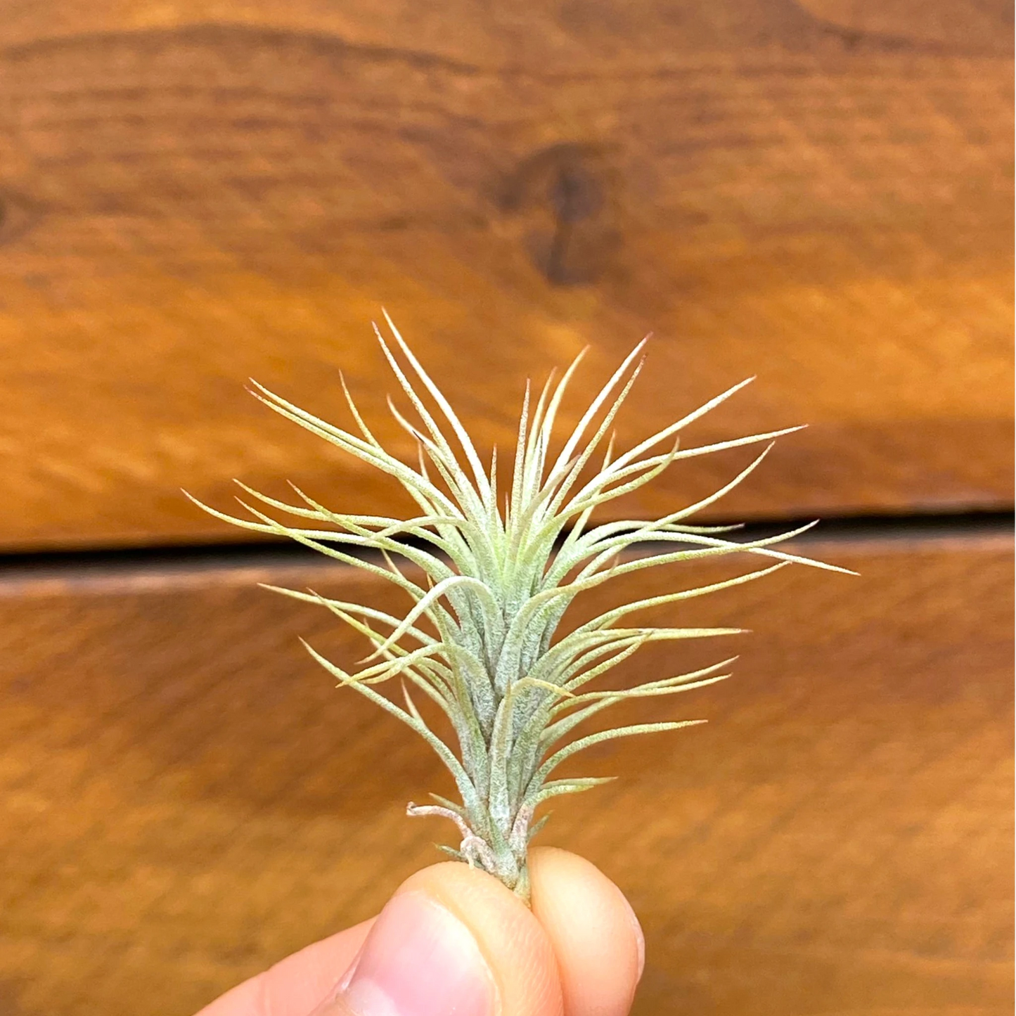 Small air plant held in front of a wooden background