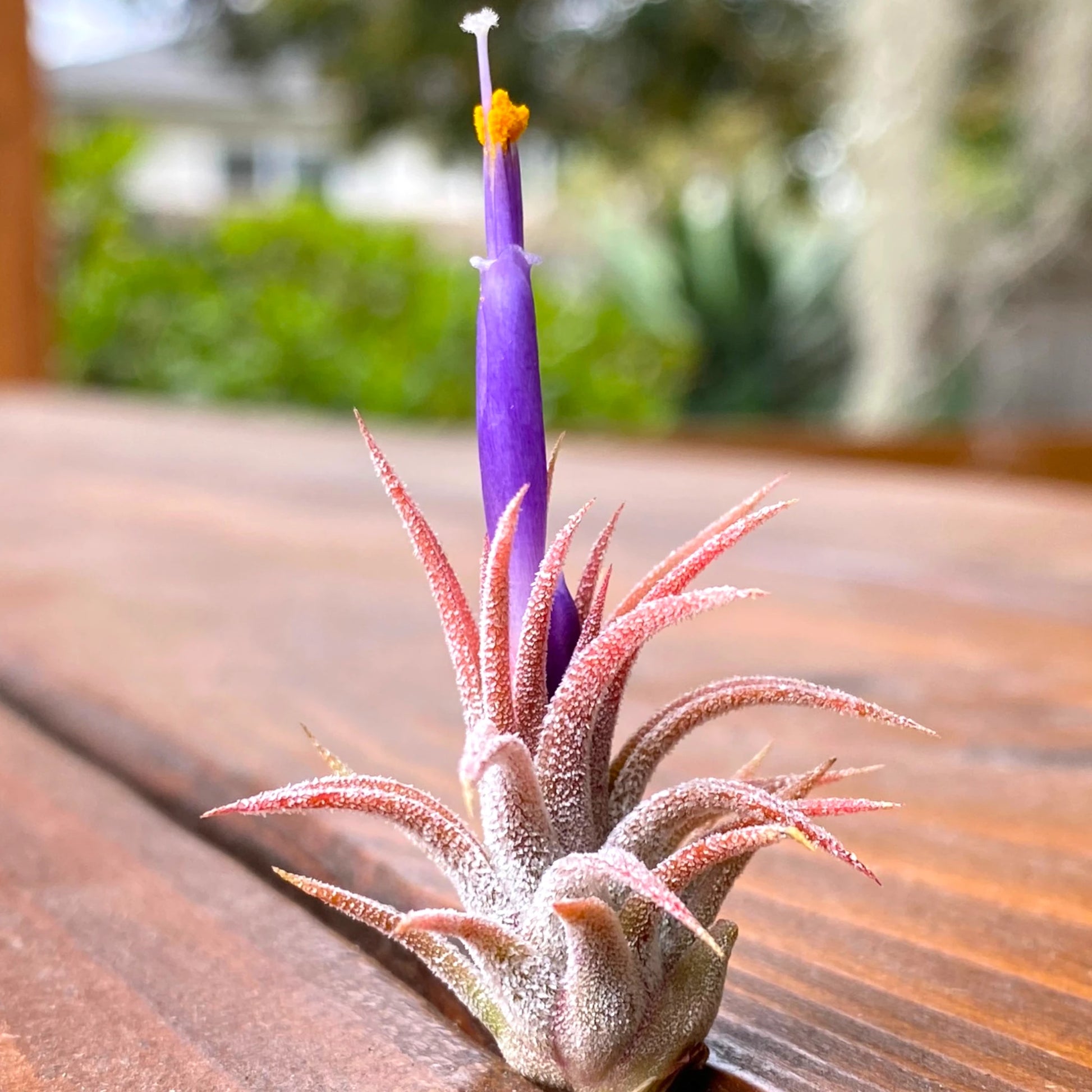 Purple air plant with red spines on a wooden surface