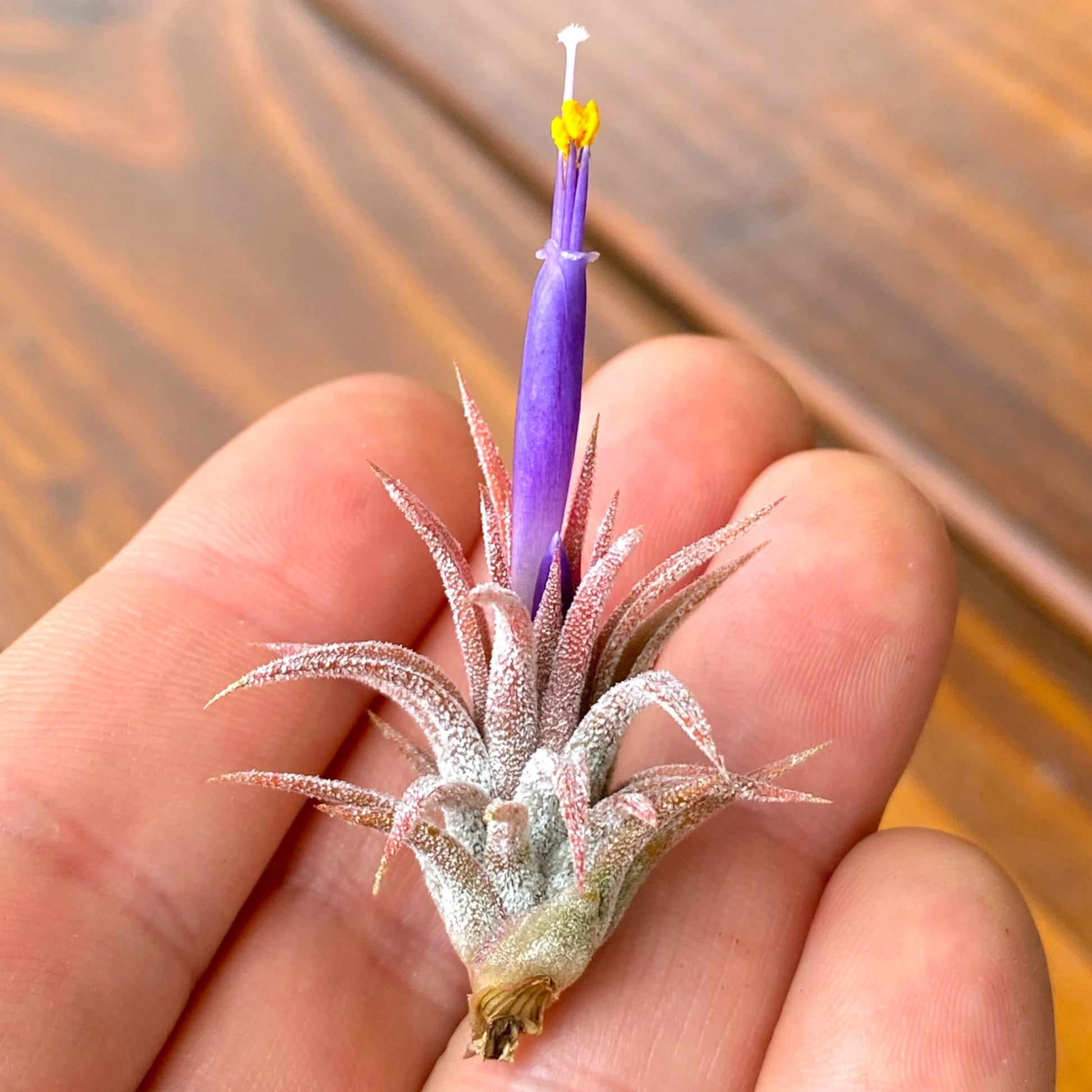 Small purple flower with a yellow center held between fingers against a wooden background