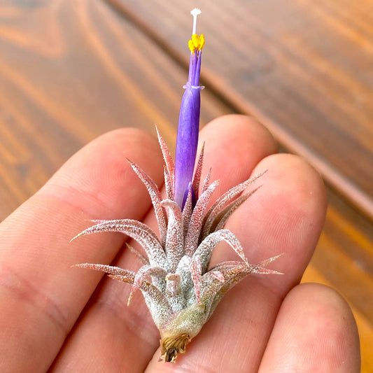 Small purple flower with a yellow center held between fingers against a wooden background