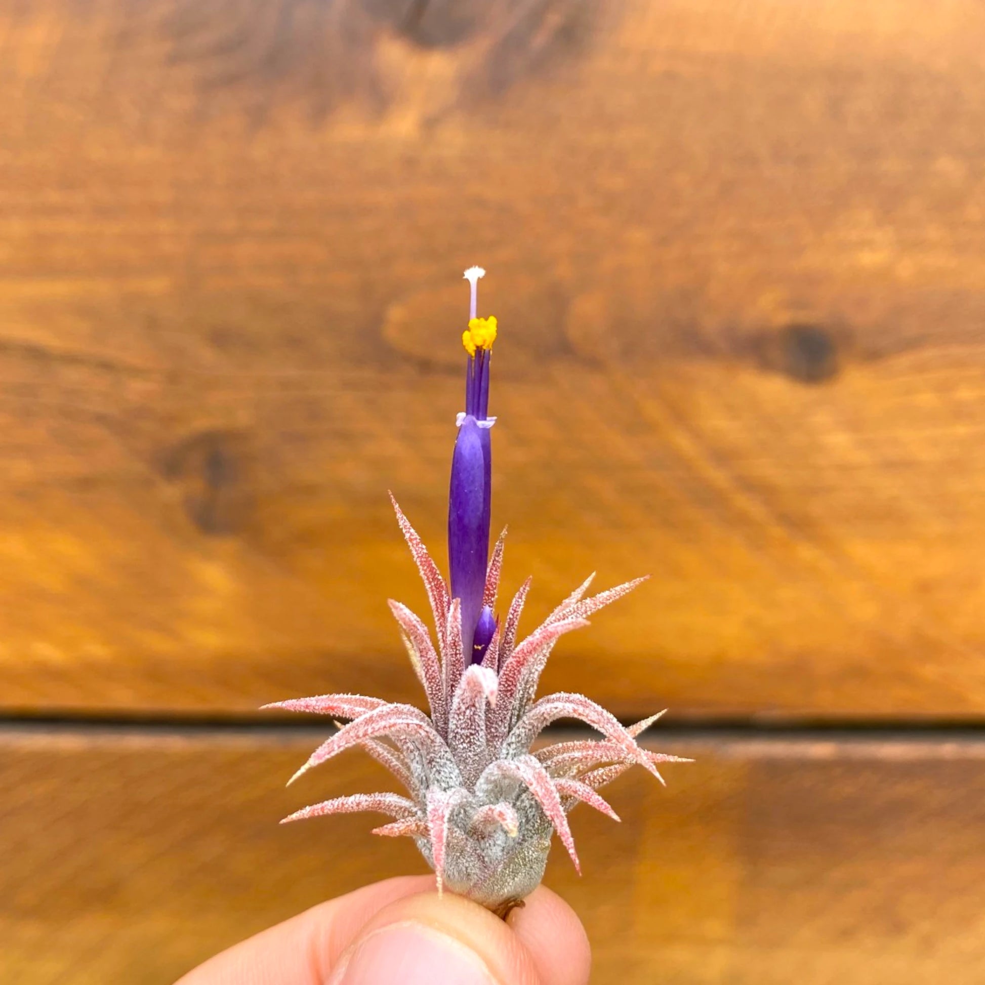 Small air plant with a purple flower held against a wooden background