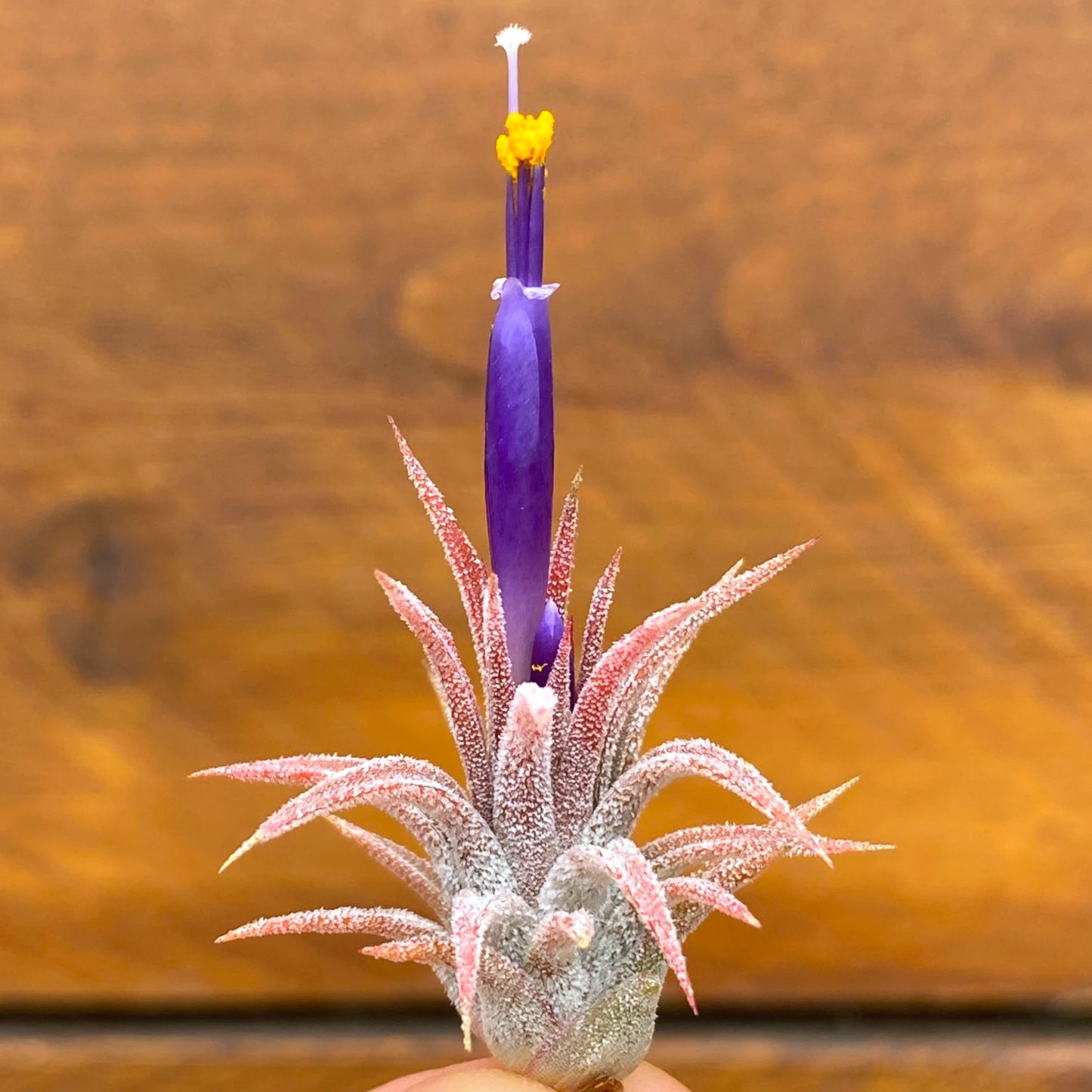 Small plant with a purple flower against a wooden background