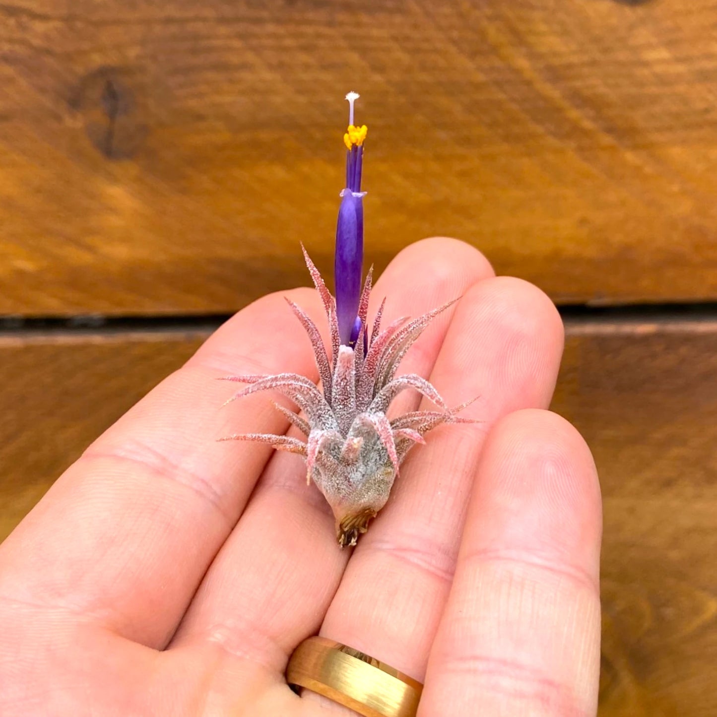 Small air plant with a purple flower held in a hand against a wooden background