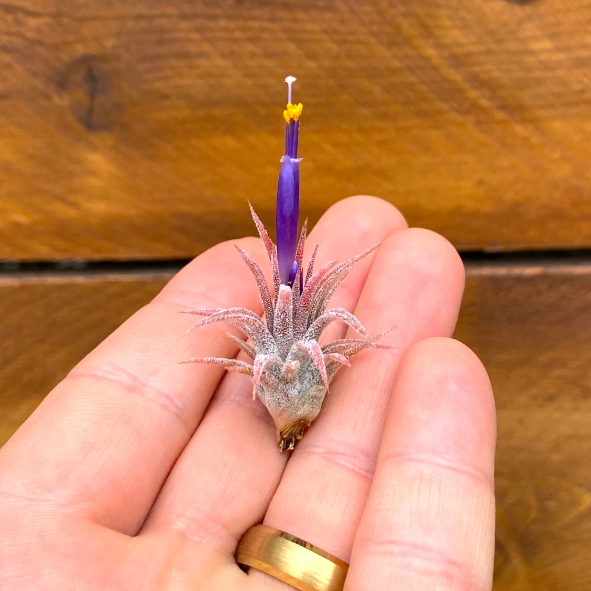 Small air plant with a purple flower held in a hand against a wooden background