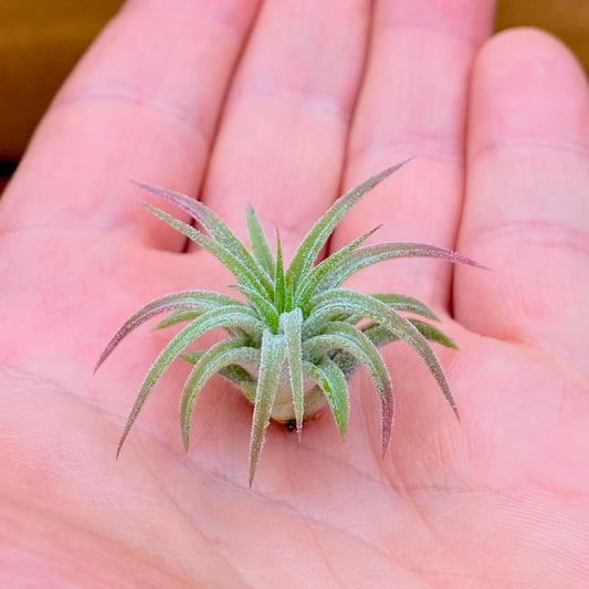 Small green air plant held in a person's hand