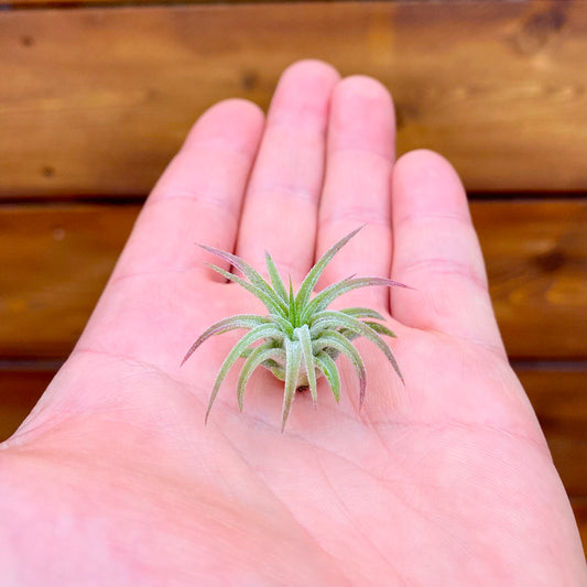 Small green air plant held in a hand with a wooden background