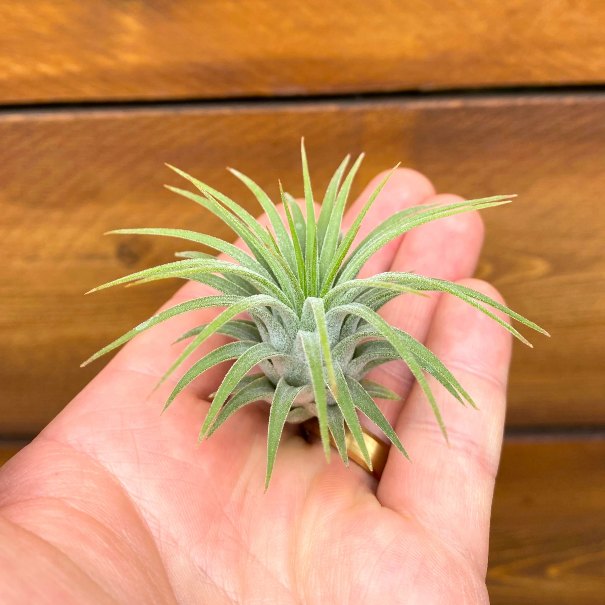 Hand holding a small green air plant against a wooden background