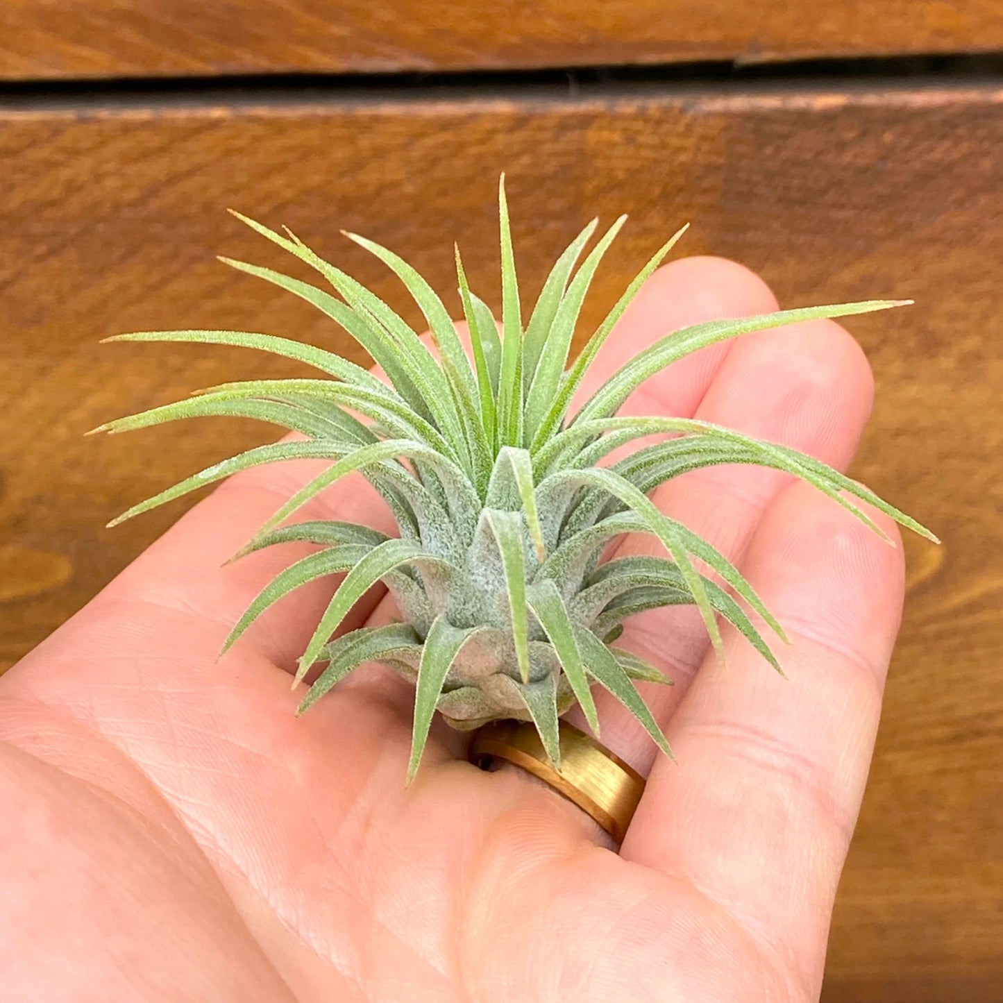 Small green succulent plant held in a hand against a wooden background