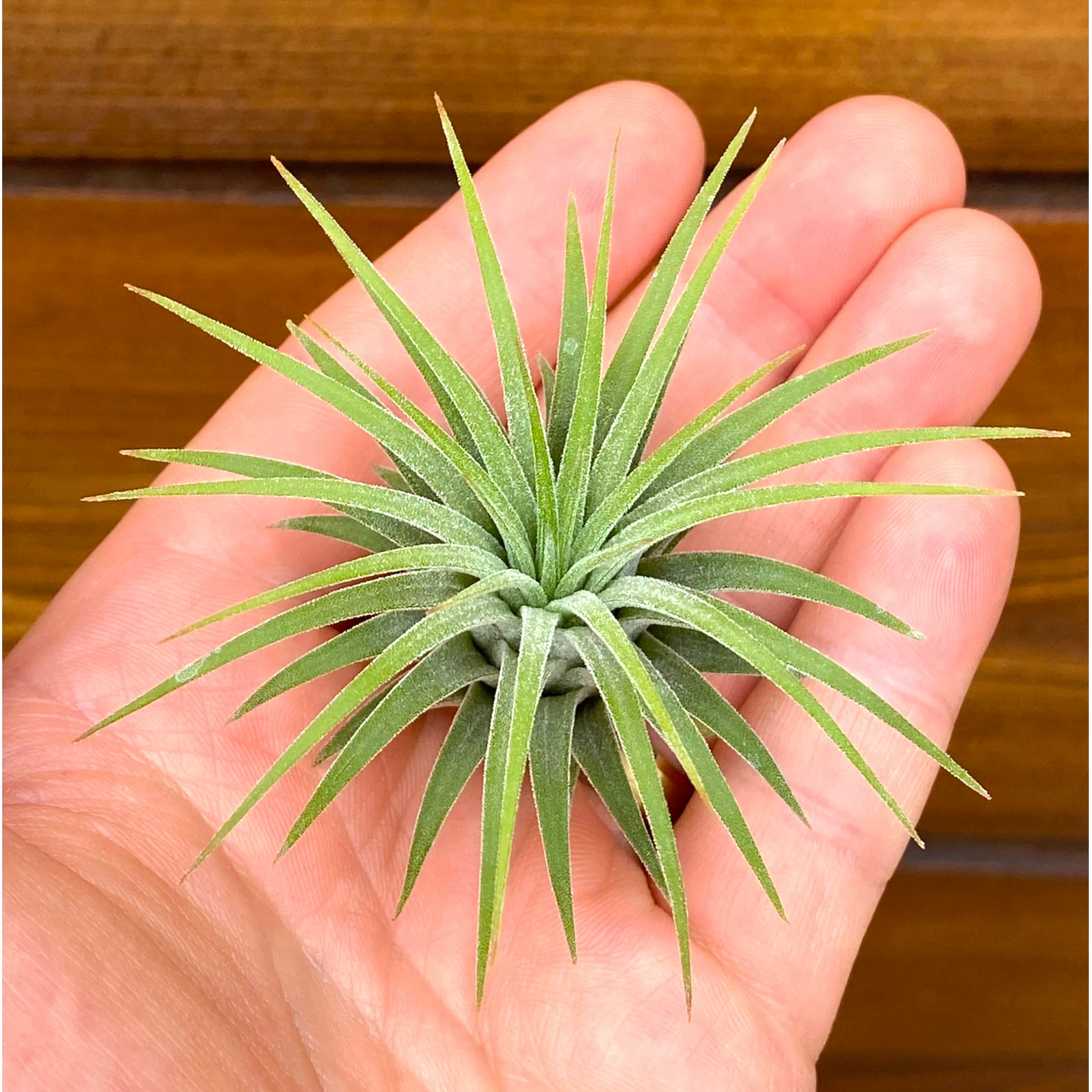 Small green air plant held in a hand against a wooden background