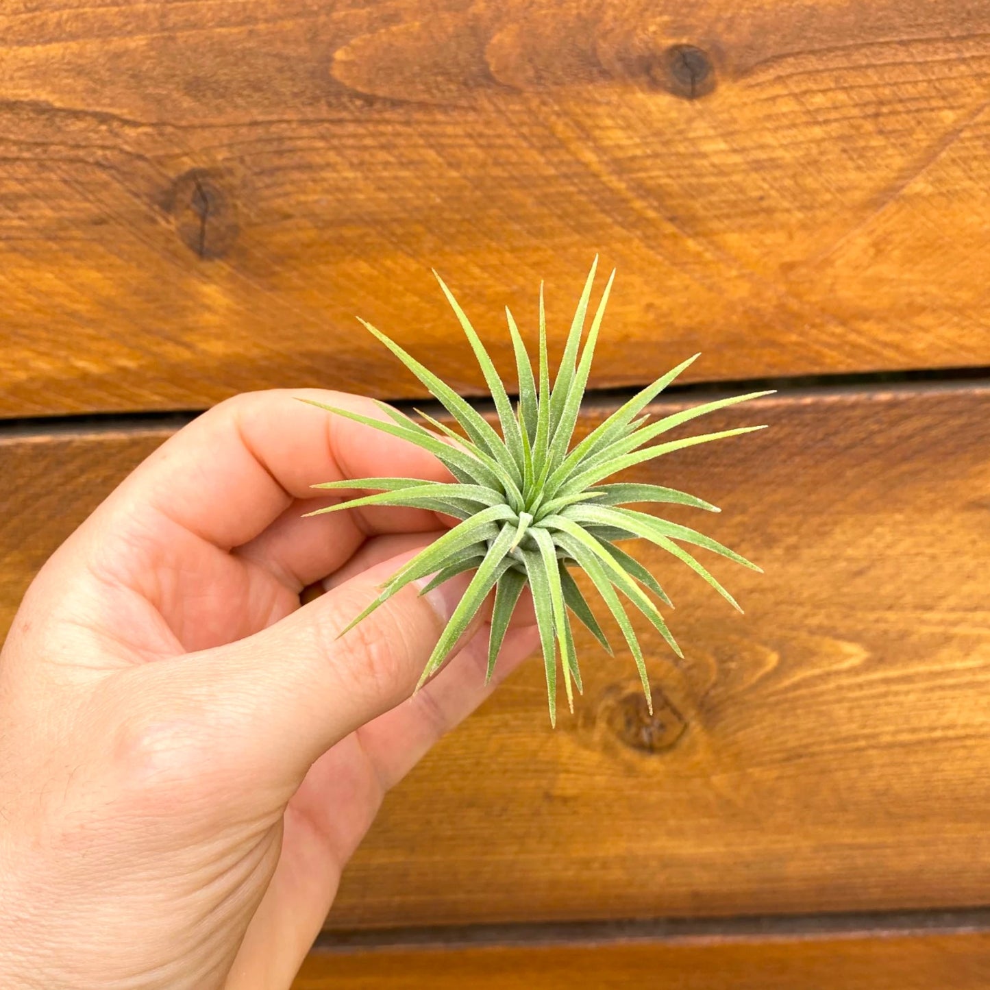 Hand holding a small green plant against a wooden background