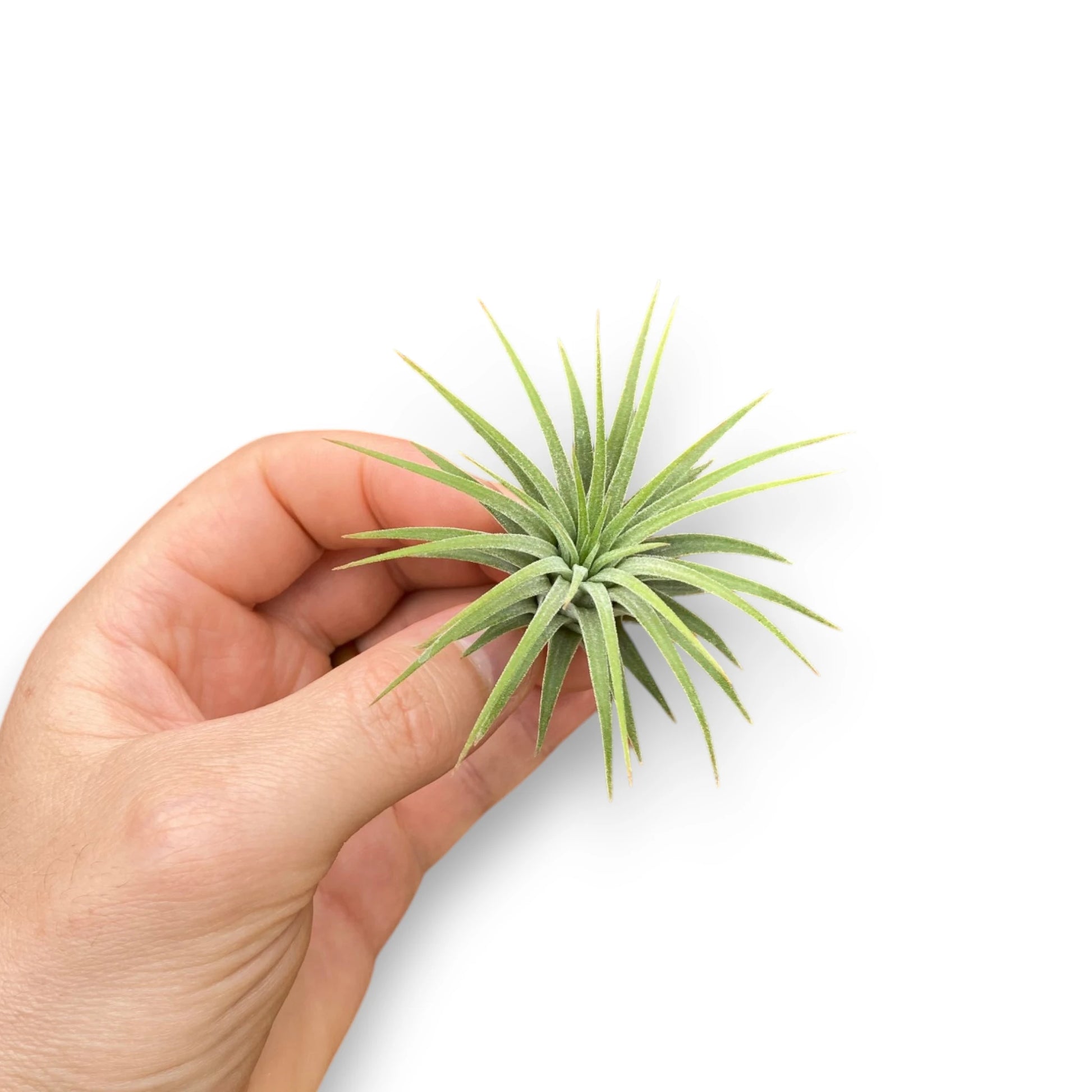 Hand holding a small green air plant against a white background