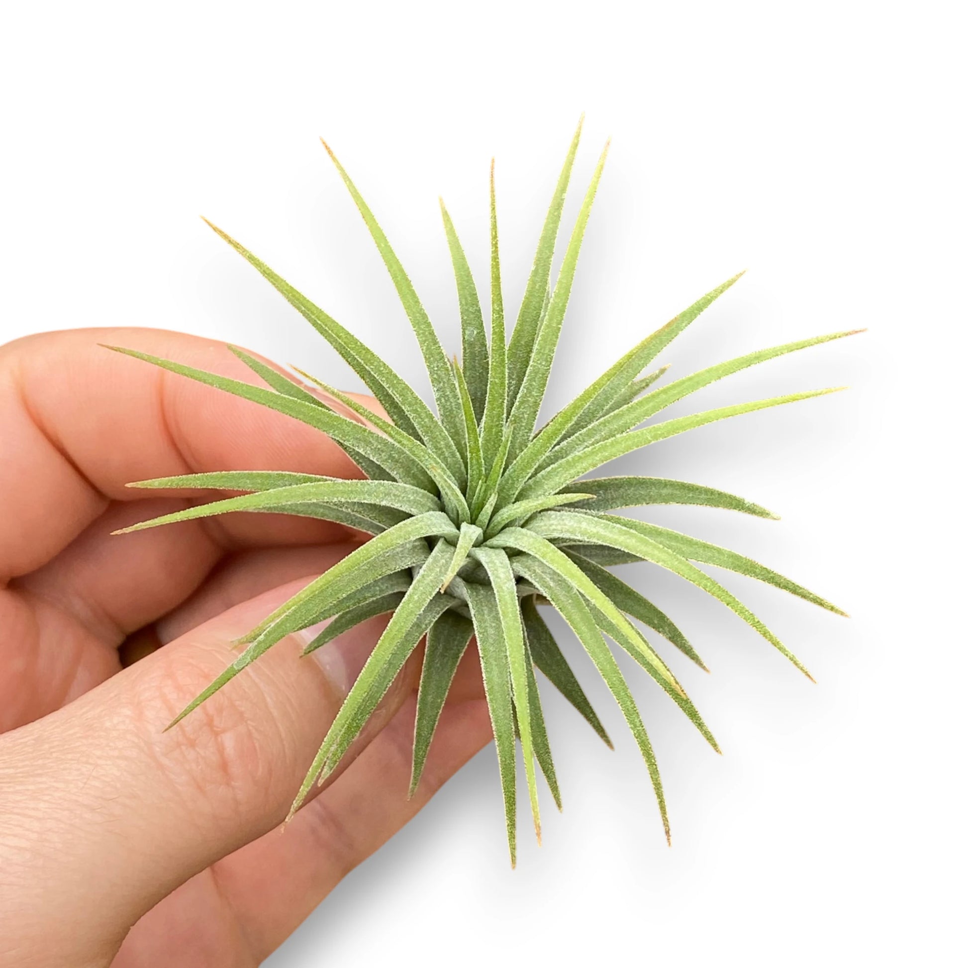 Hand holding a small green air plant against a white background