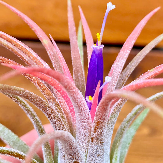Close-up of a Tillandsia plant with pink and green leaves and a purple flower on a blurred brown background.