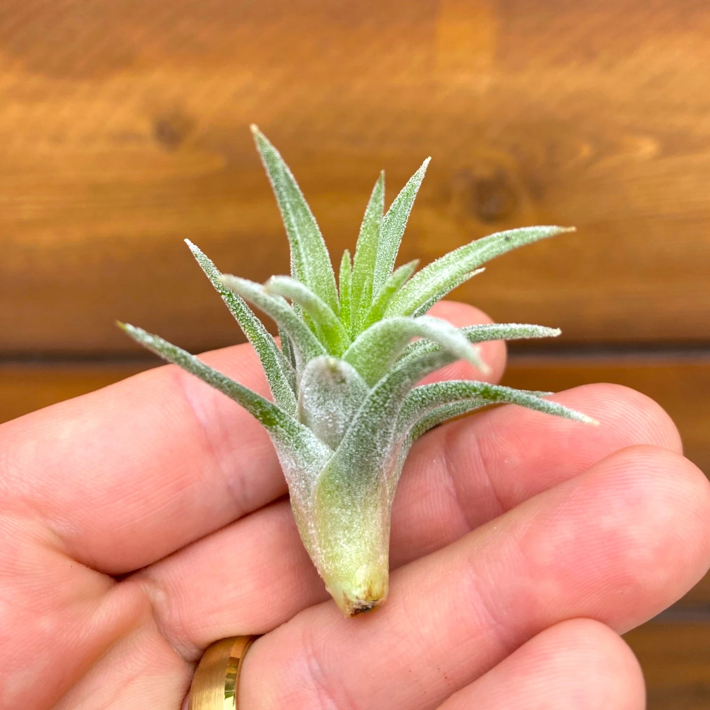 Small green air plant held in a hand against a wooden background