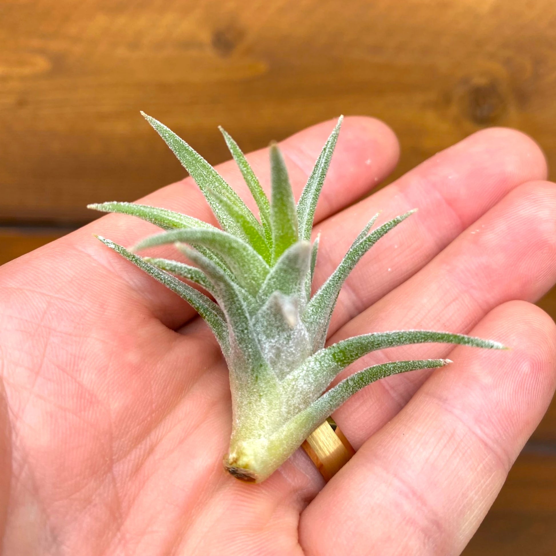 Small green air plant held in a hand against a wooden background