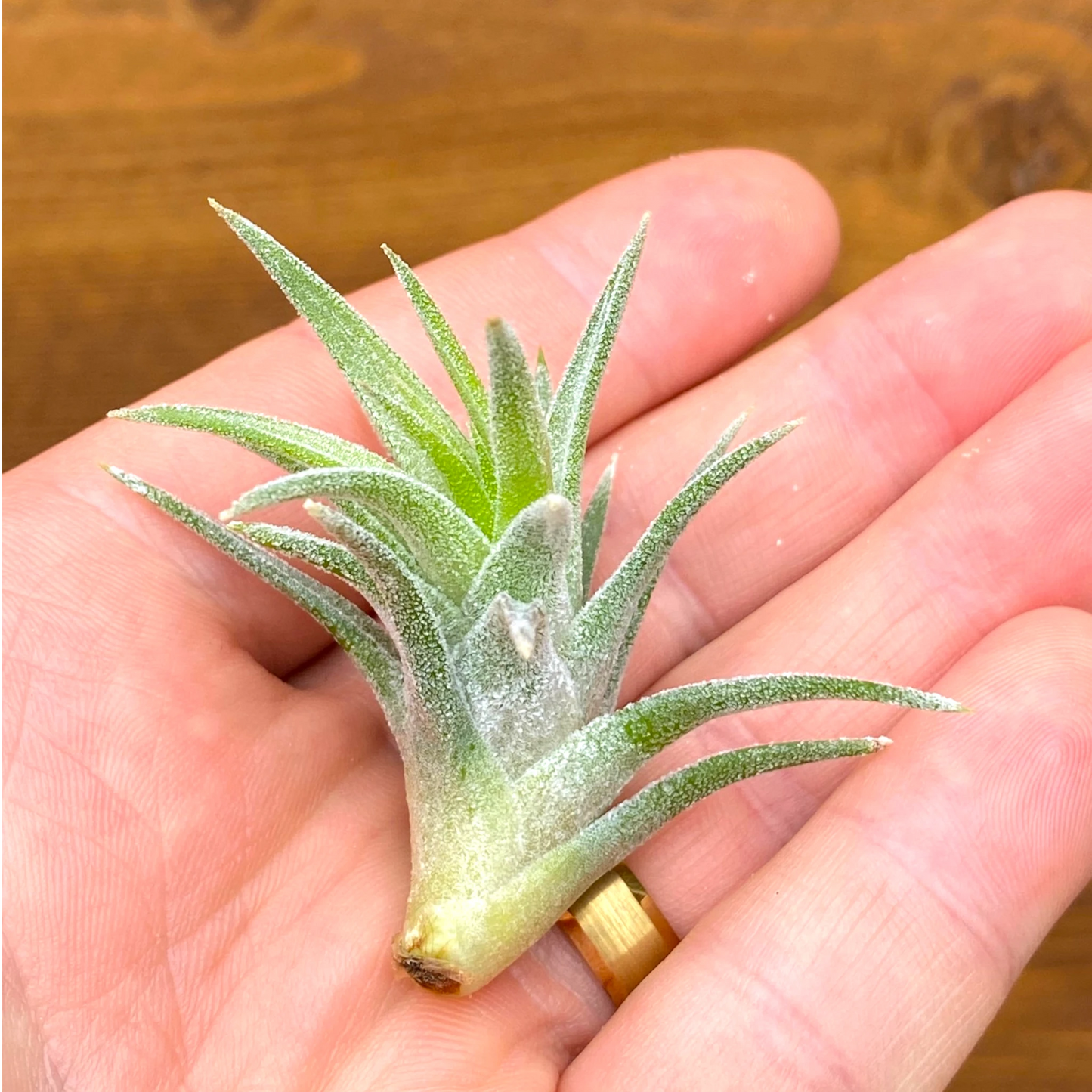 Small green air plant held in a hand against a wooden background