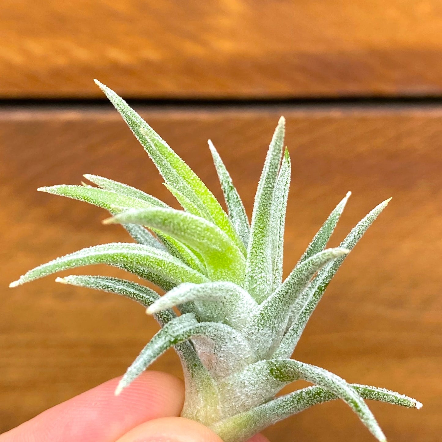 Small green air plant held in hand against a wooden background