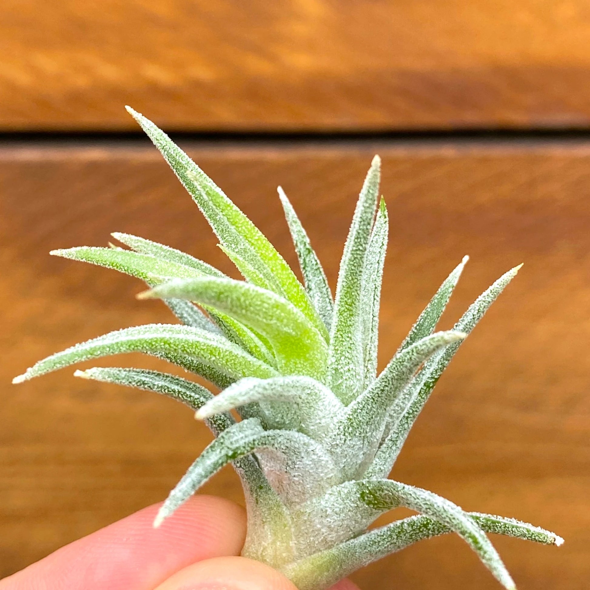 Small green air plant held in hand against a wooden background