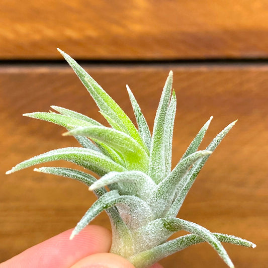 Small green air plant held in hand against a wooden background