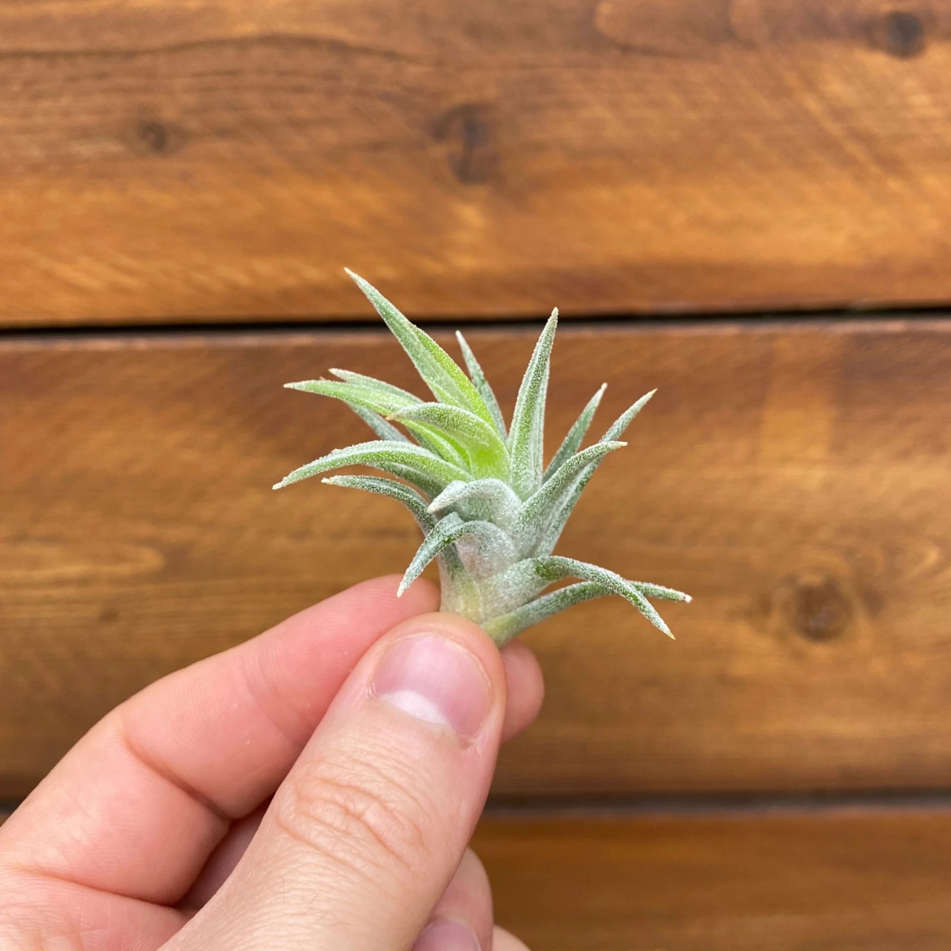Small green air plant held between fingers against a wooden background