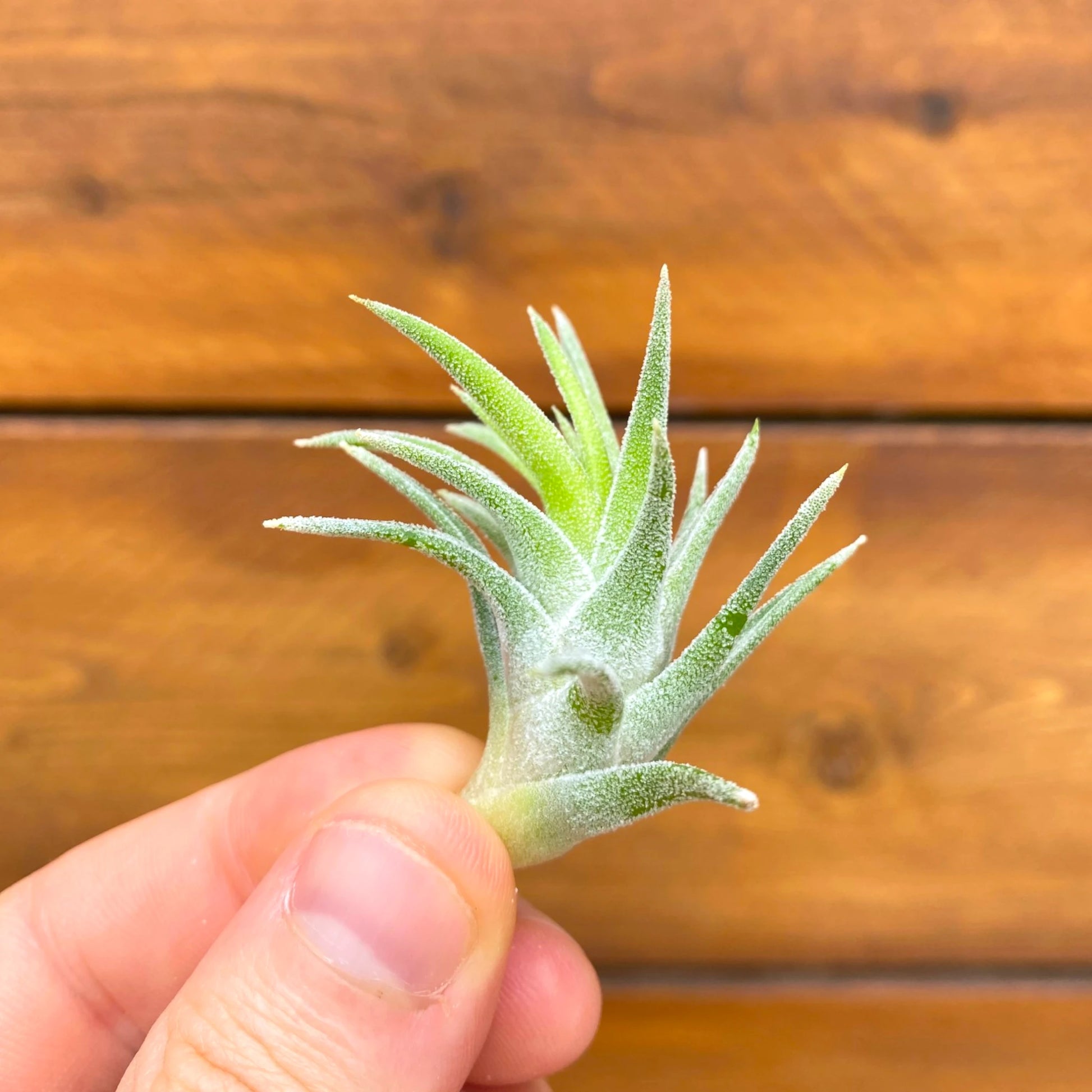 Small green air plant held in a hand against a wooden background