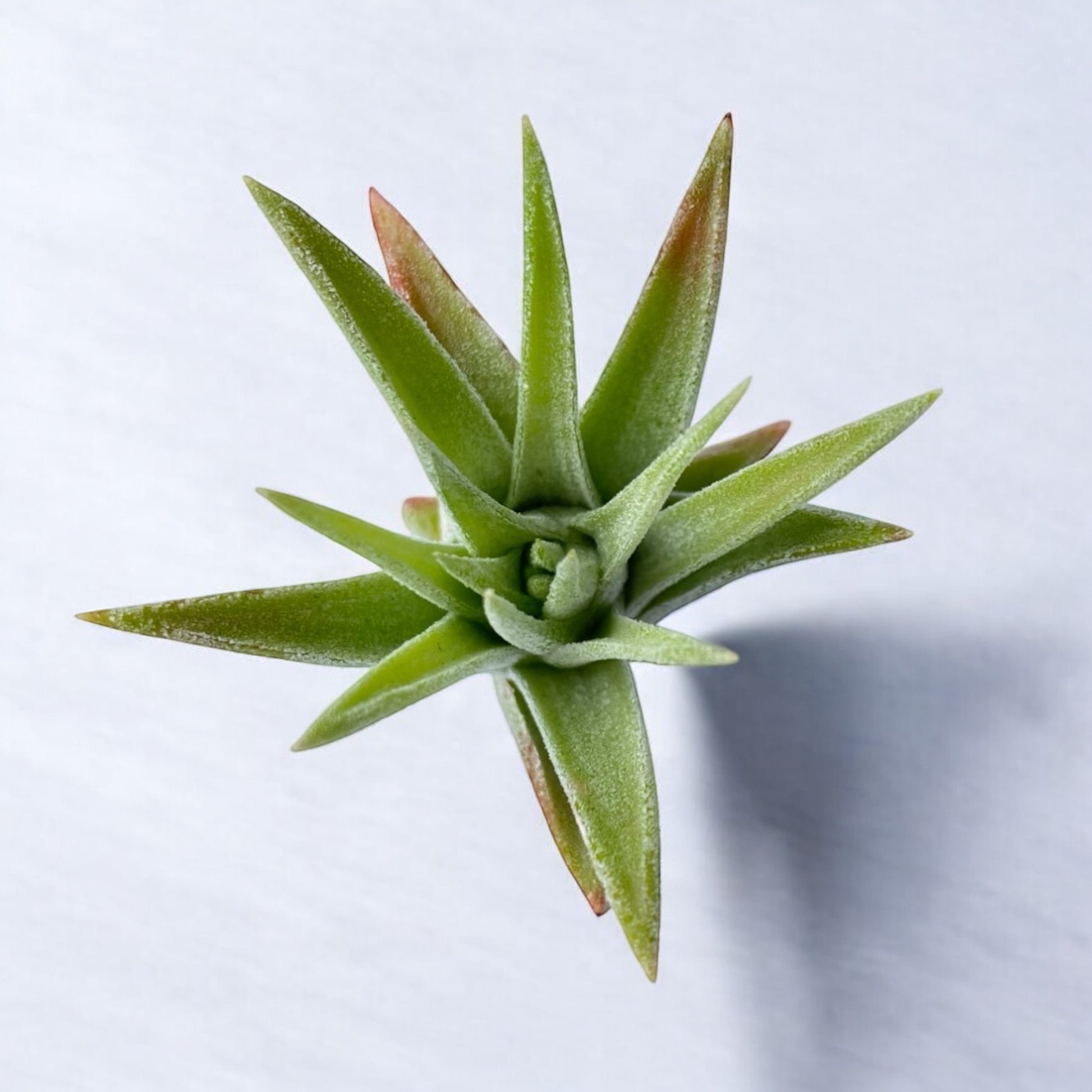 Tillandsia Ionantha Vanhyningii Air Plant
