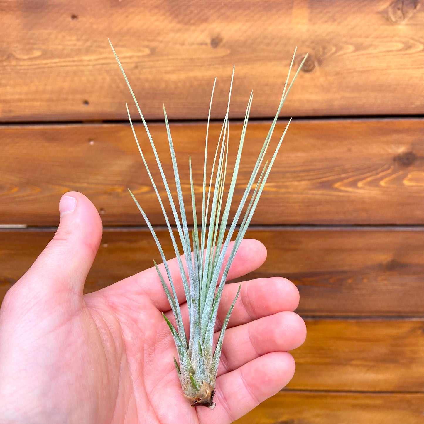 Hand holding a small plant against a wooden background
