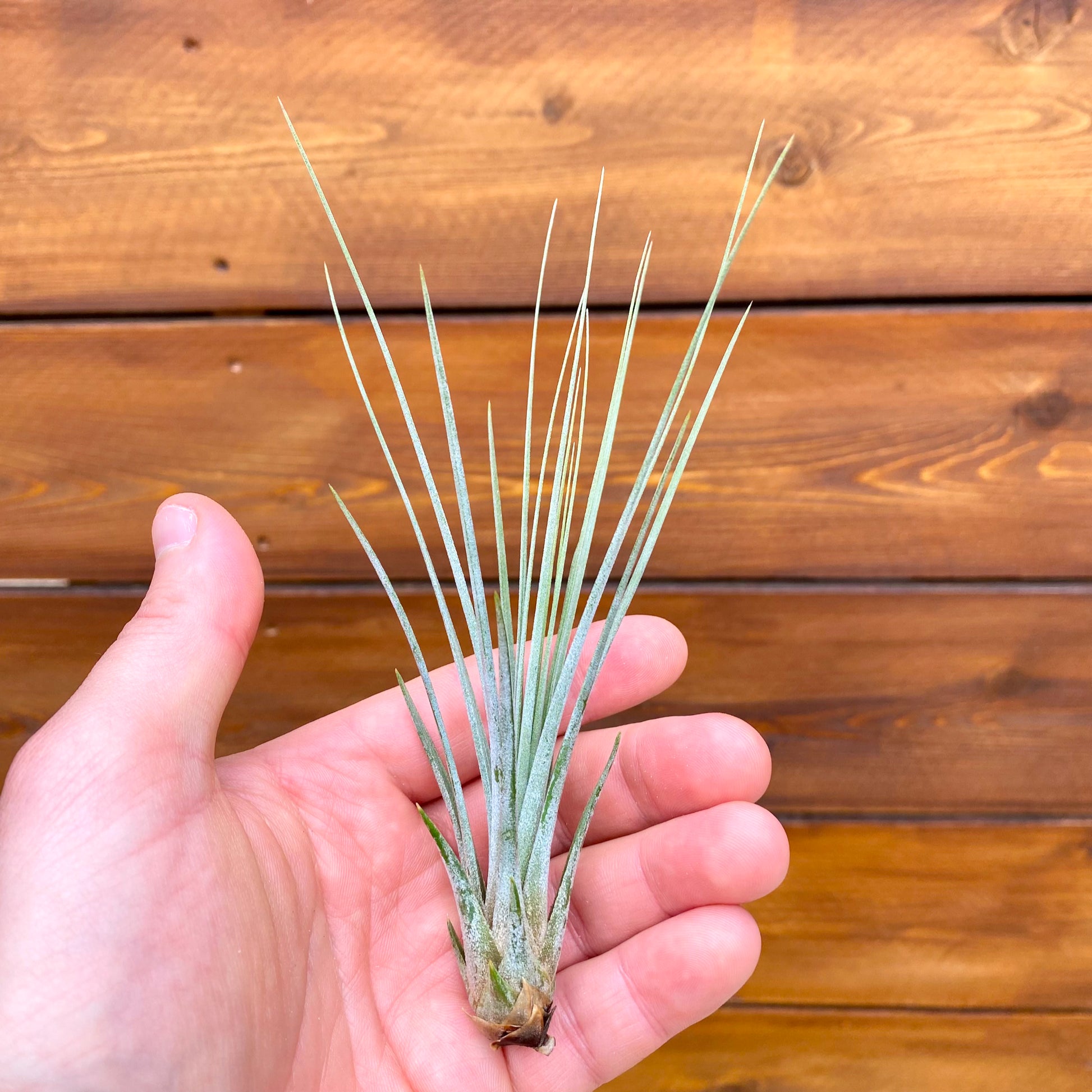 Hand holding a small plant against a wooden background