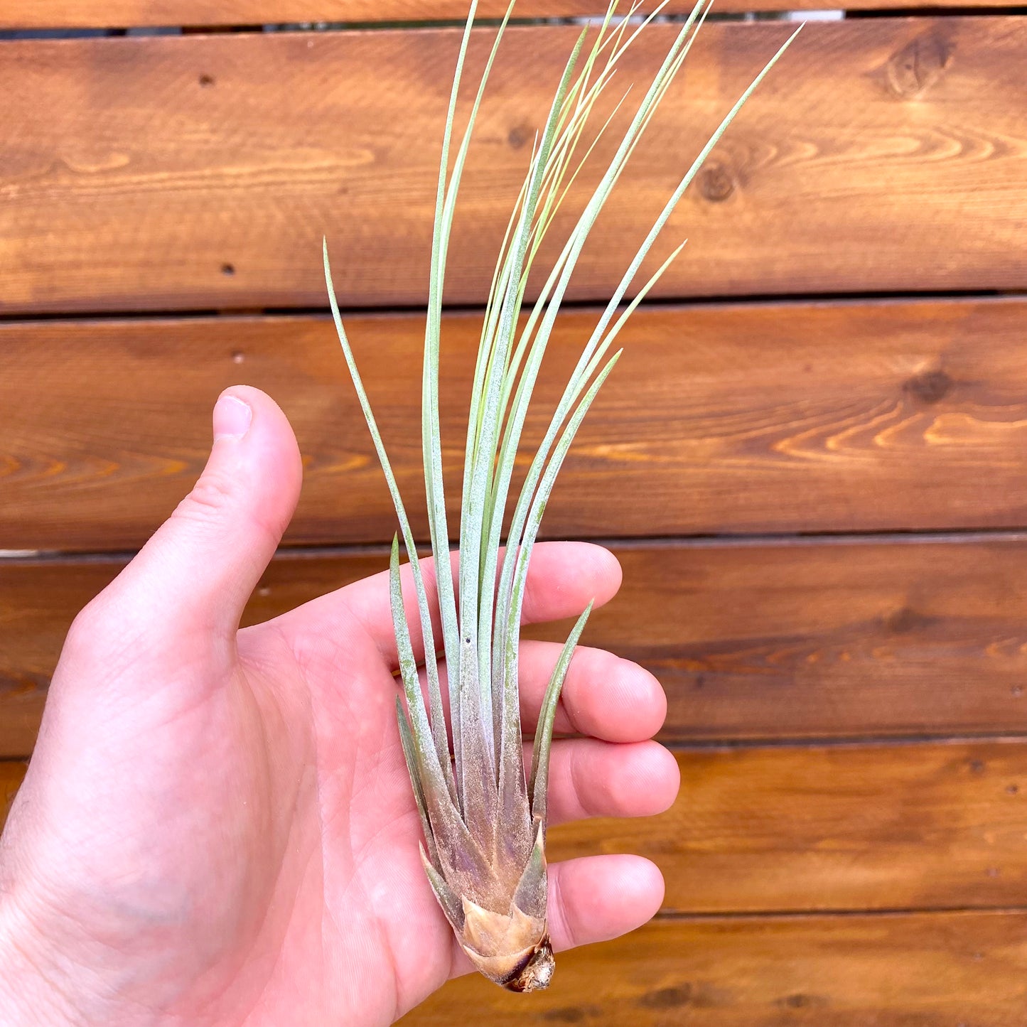 Hand holding a small plant against a wooden background