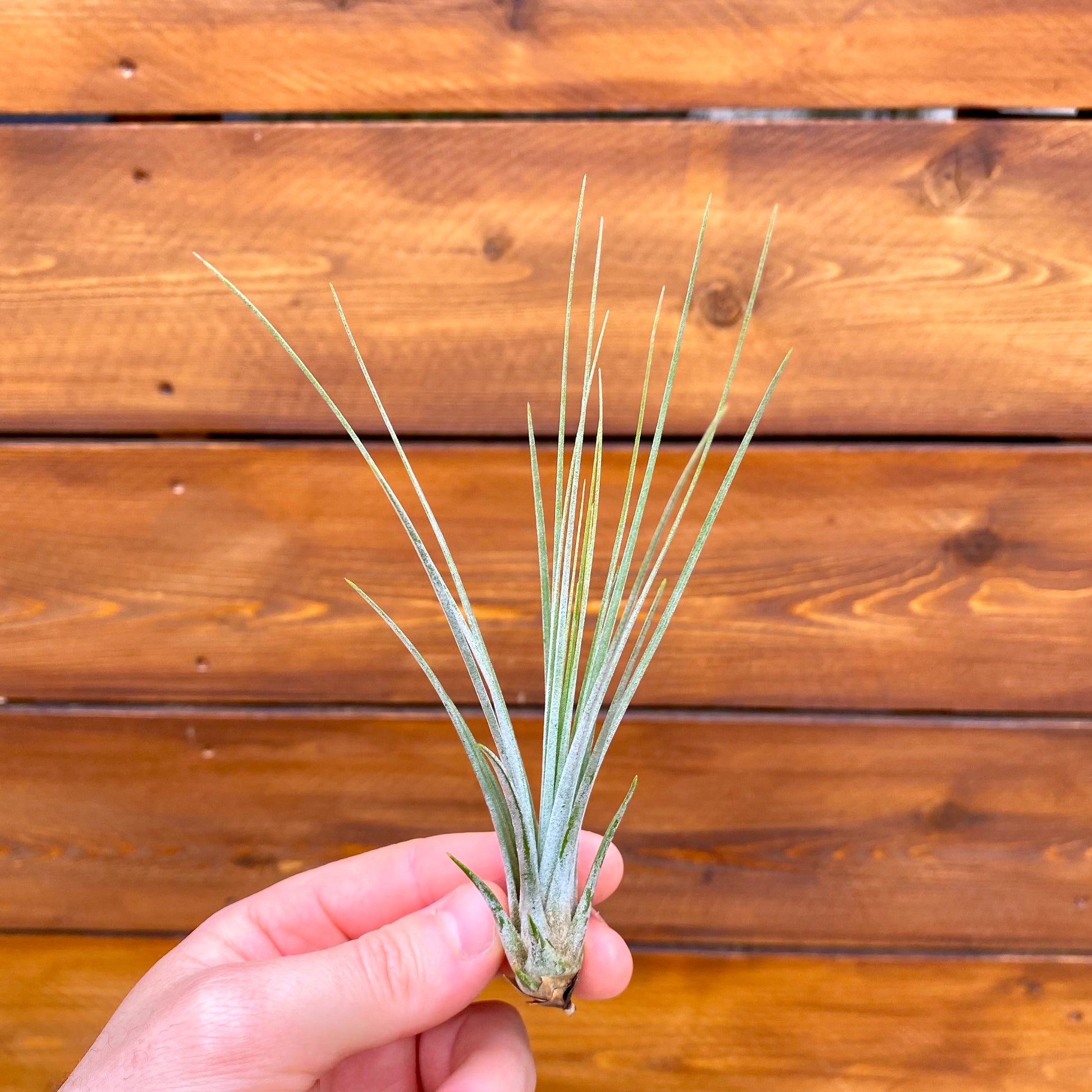Hand holding a small air plant against a wooden background