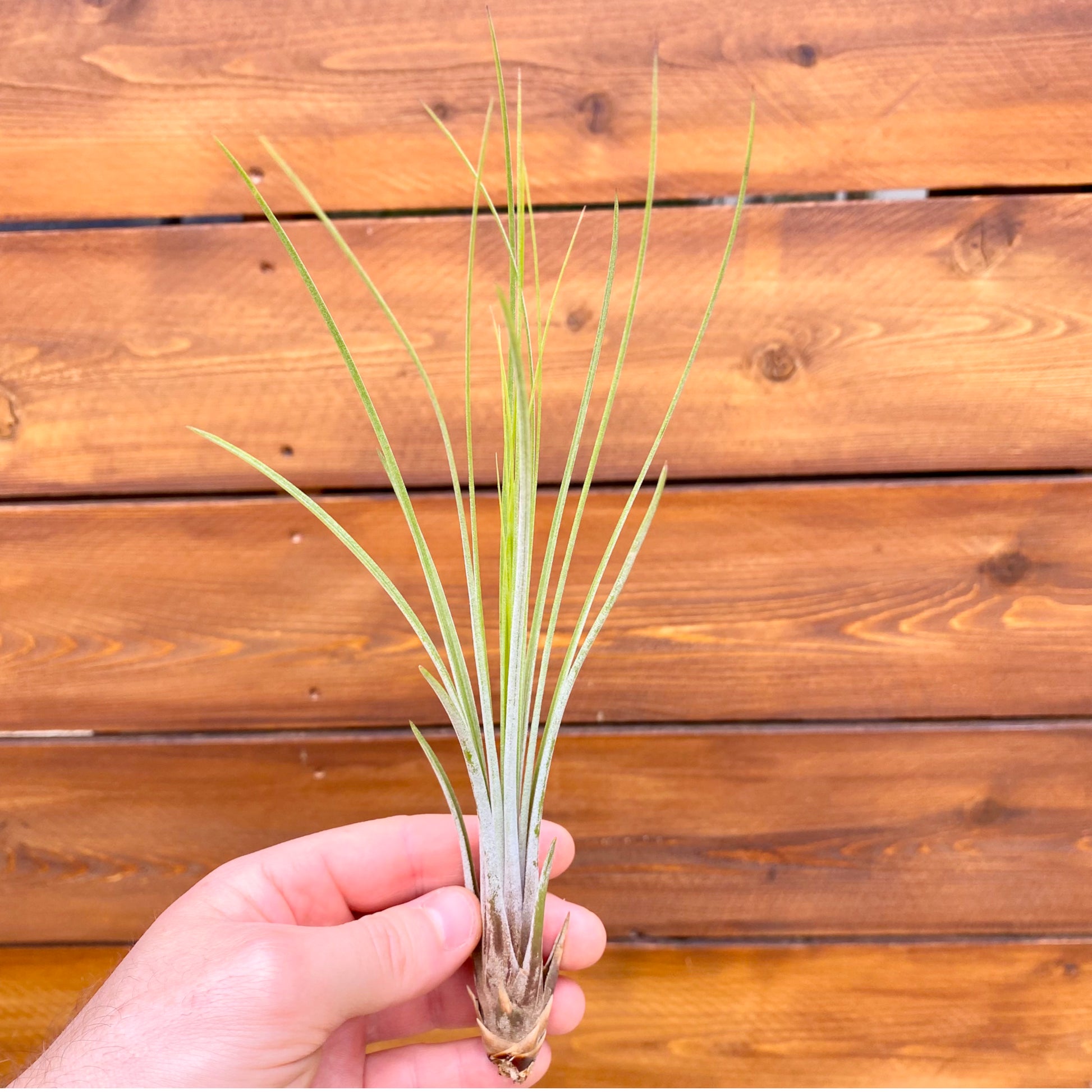 Hand holding a small air plant against a wooden background