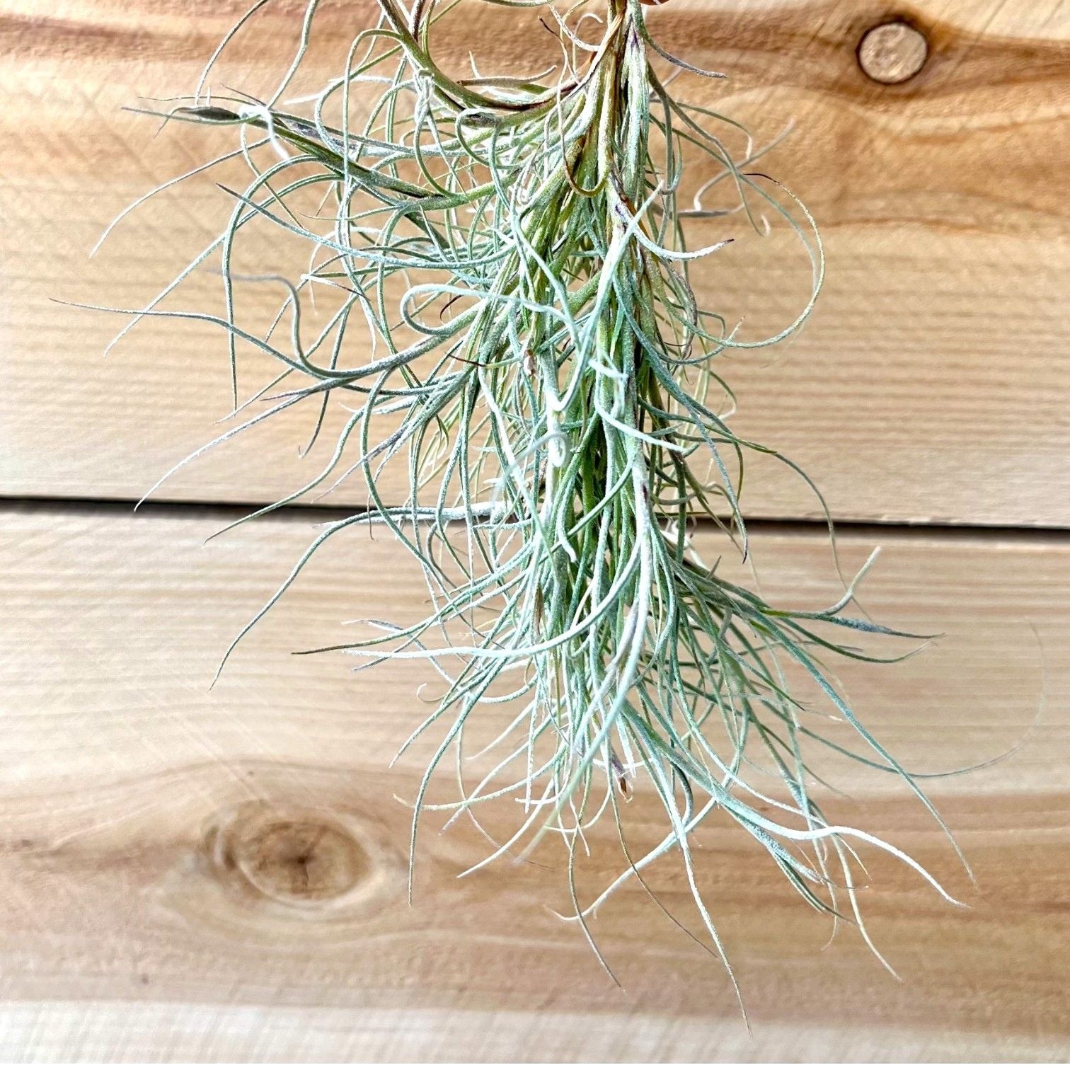 air plant hanging on a wooden surface