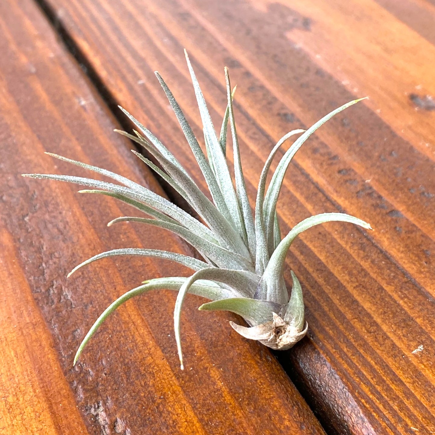 Air plant on a wooden surface
