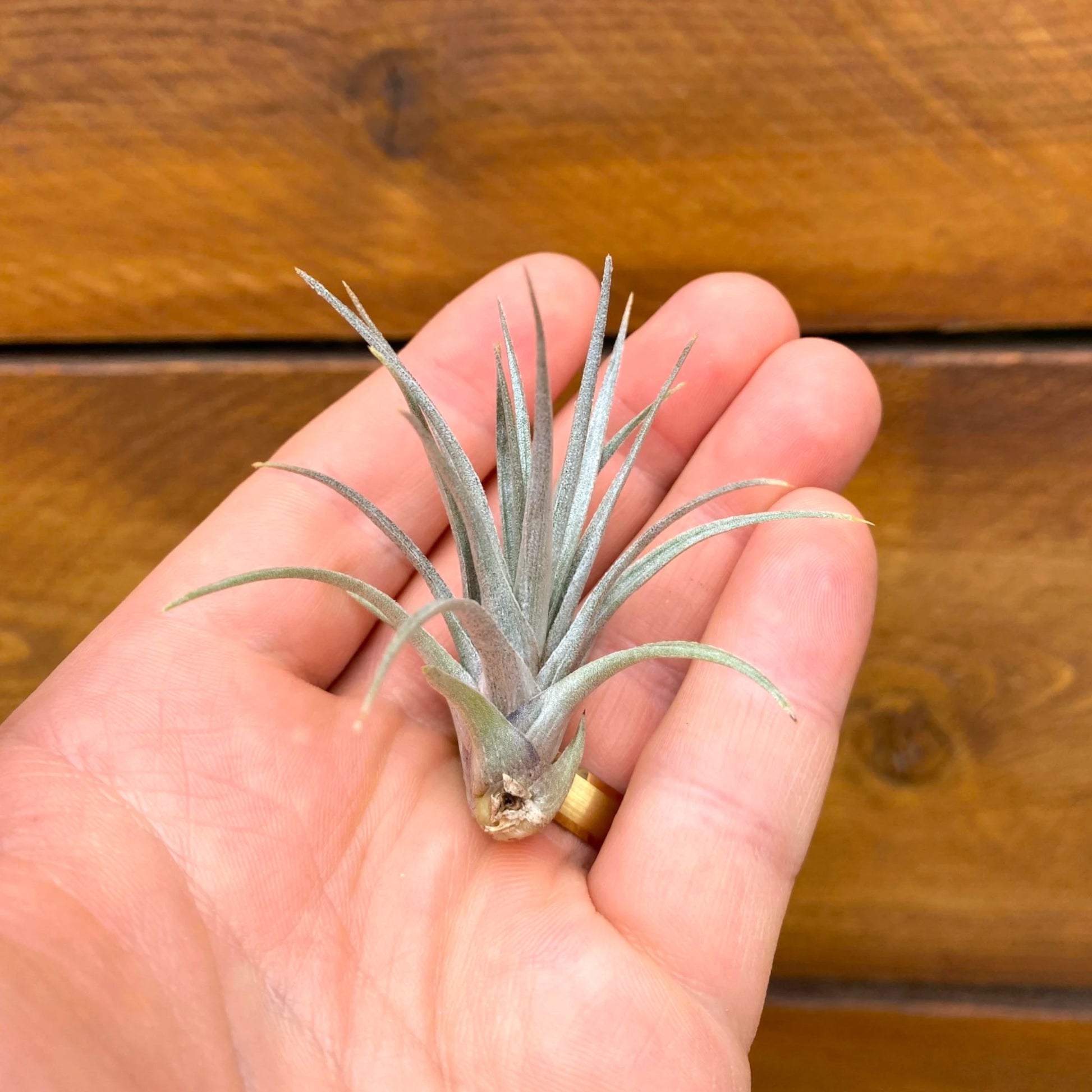Small air plant held in a hand with a wooden background