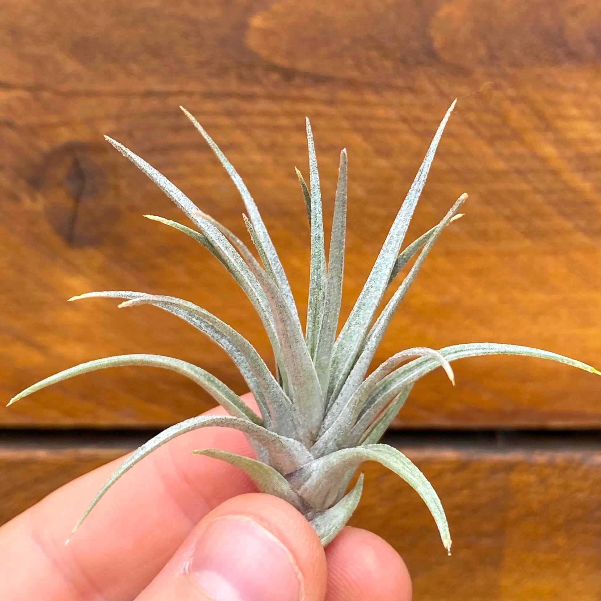 Small air plant held in a hand against a wooden background